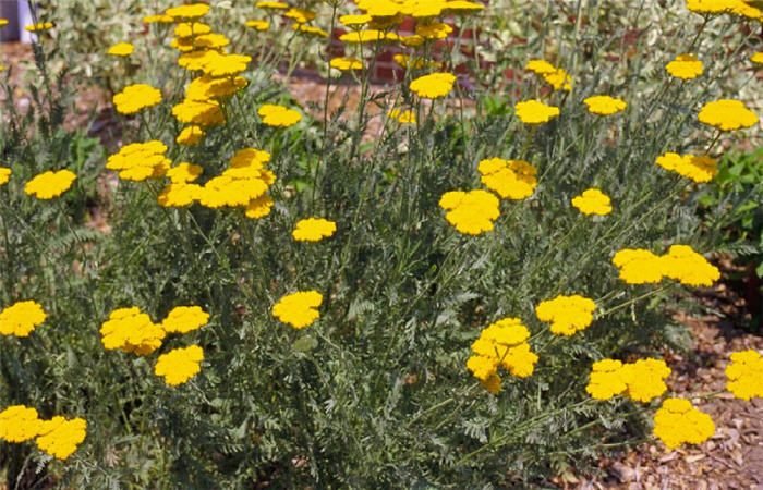 Plant photo of: Achillea filipendulina 'Cloth of Gold'