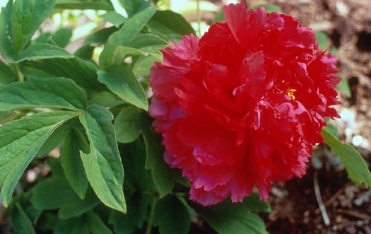 Plant photo of: Paeonia 'Fire to Make Immortality