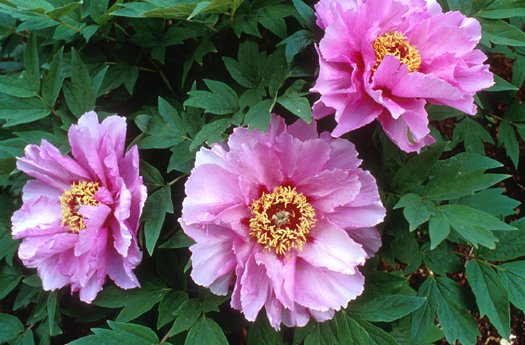 Plant photo of: Paeonia  'Lotus-Like