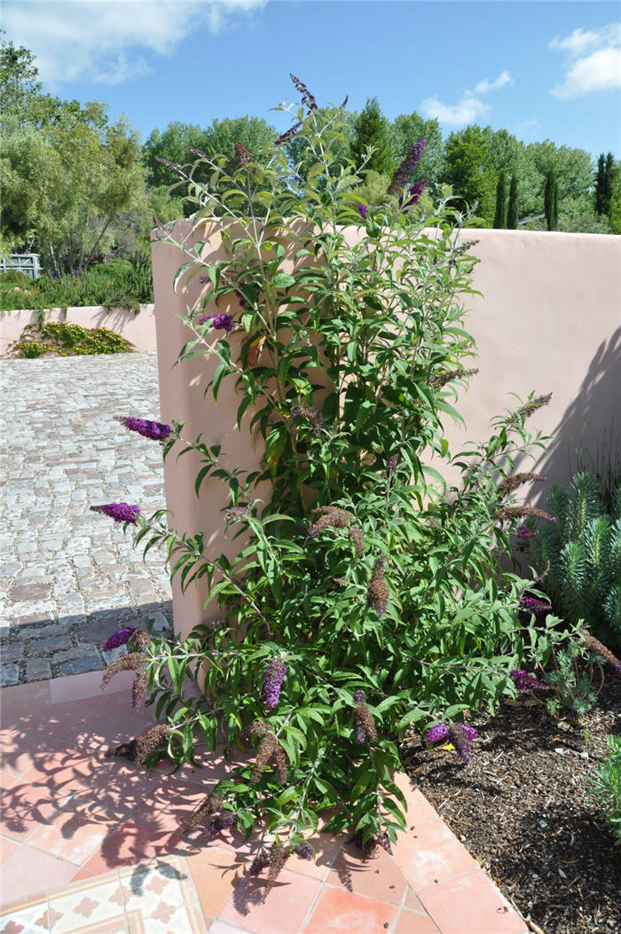 Plant photo of: Buddleja davidii