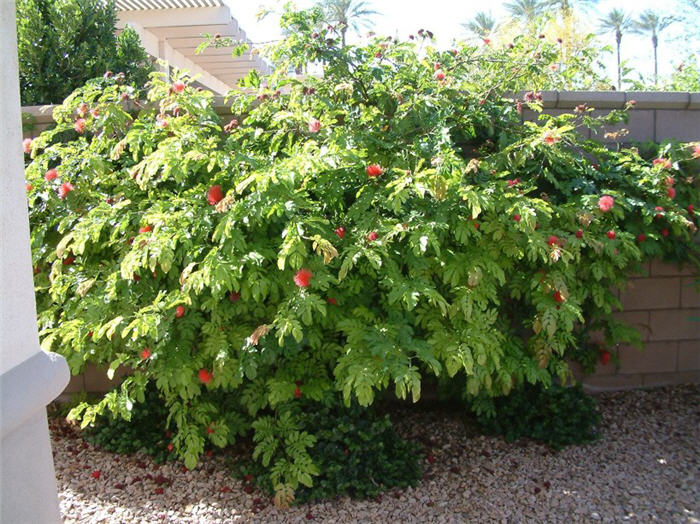 Plant photo of: Calliandra haematocephala