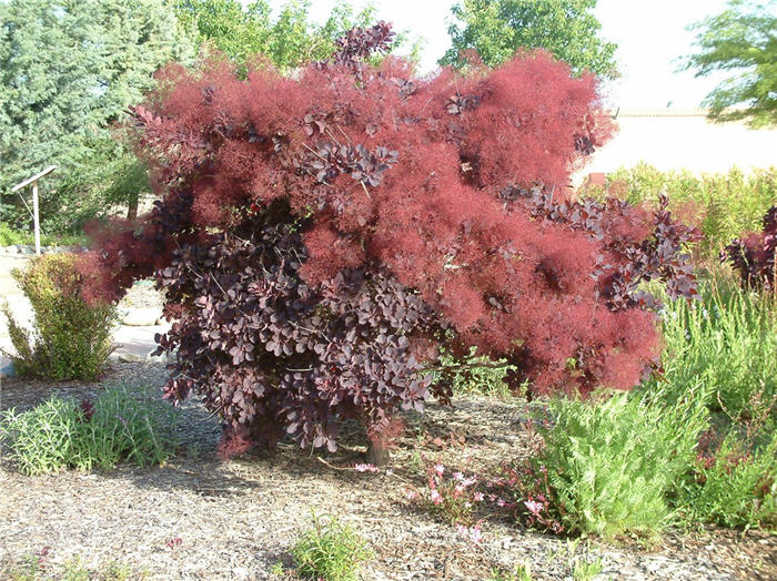 Plant photo of: Cotinus coggygria 'Purpureus'