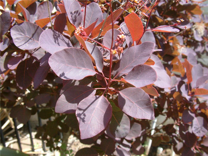 Plant photo of: Cotinus coggygria 'Purpureus'