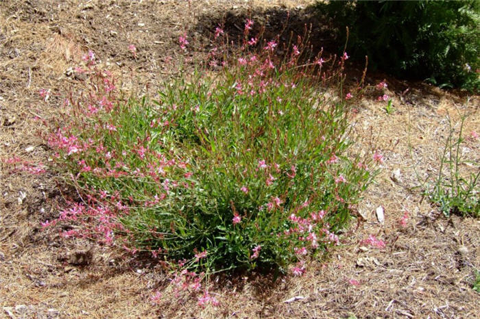 Plant photo of: Gaura lindheimeri 'Whirling Butterflies'