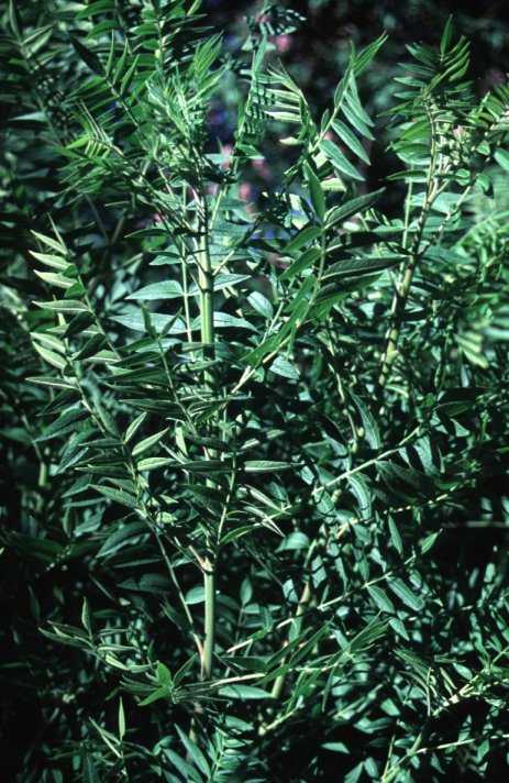 Plant photo of: Rhus lanceolata