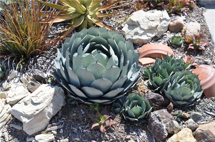 Plant photo of: Agave parryi v. huachucensis