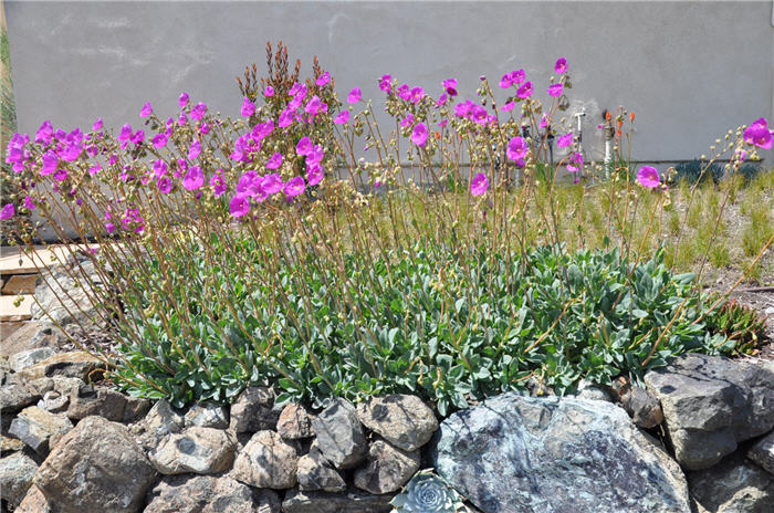 Plant photo of: Cistanthe grandiflora 'Jazz Time'