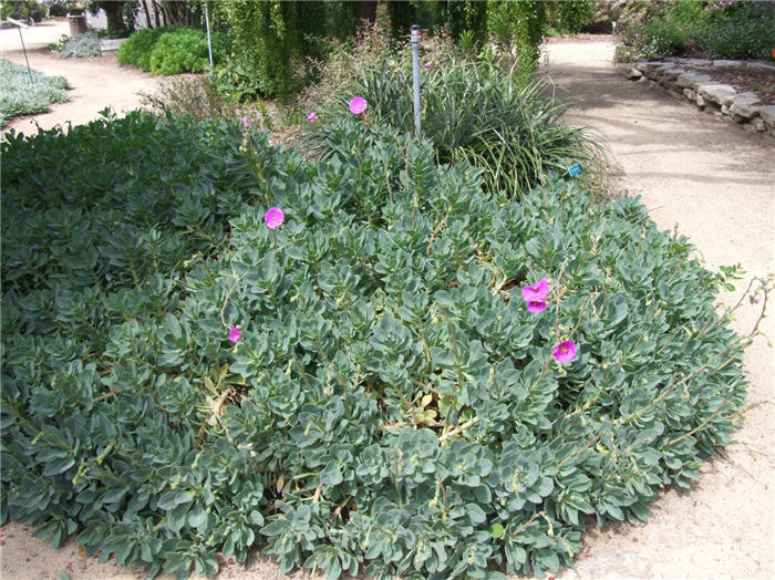 Plant photo of: Cistanthe grandiflora 'Jazz Time'