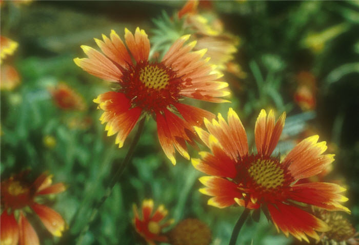 Plant photo of: Gaillardia X grandiflora 'Monarch'