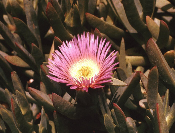 Plant photo of: Carpobrotus edulis