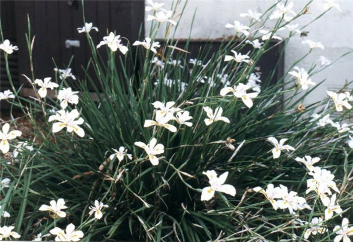 Plant photo of: Dietes grandilfora