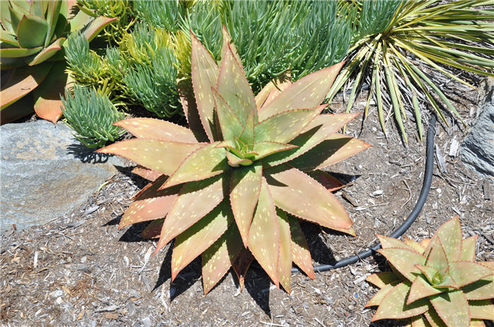 Plant photo of: Aloe maculata