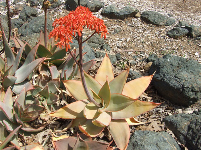 Plant photo of: Aloe maculata