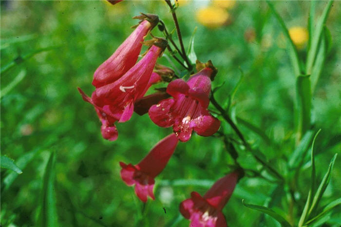 Plant photo of: Penstemon 'Cherry Glo'