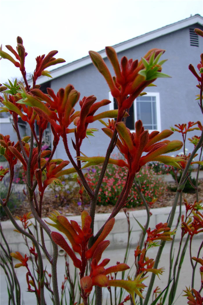 Plant photo of: Anigozanthos 'Red Cross'