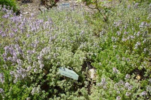 Plant photo of: Thymus vulgaris