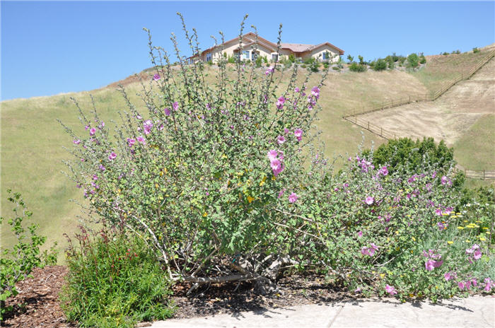 Plant photo of: Lavatera thuringiaca 'Rosea'