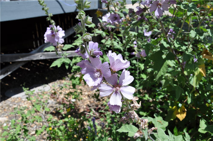 Plant photo of: Lavatera thuringiaca 'Rosea'