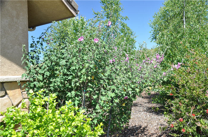 Plant photo of: Lavatera thuringiaca 'Rosea'