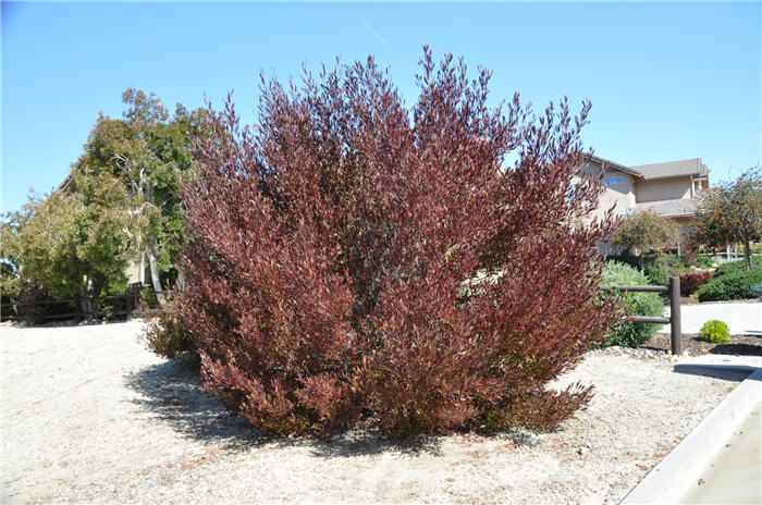 Plant photo of: Dodonaea viscosa 'Purpurea'