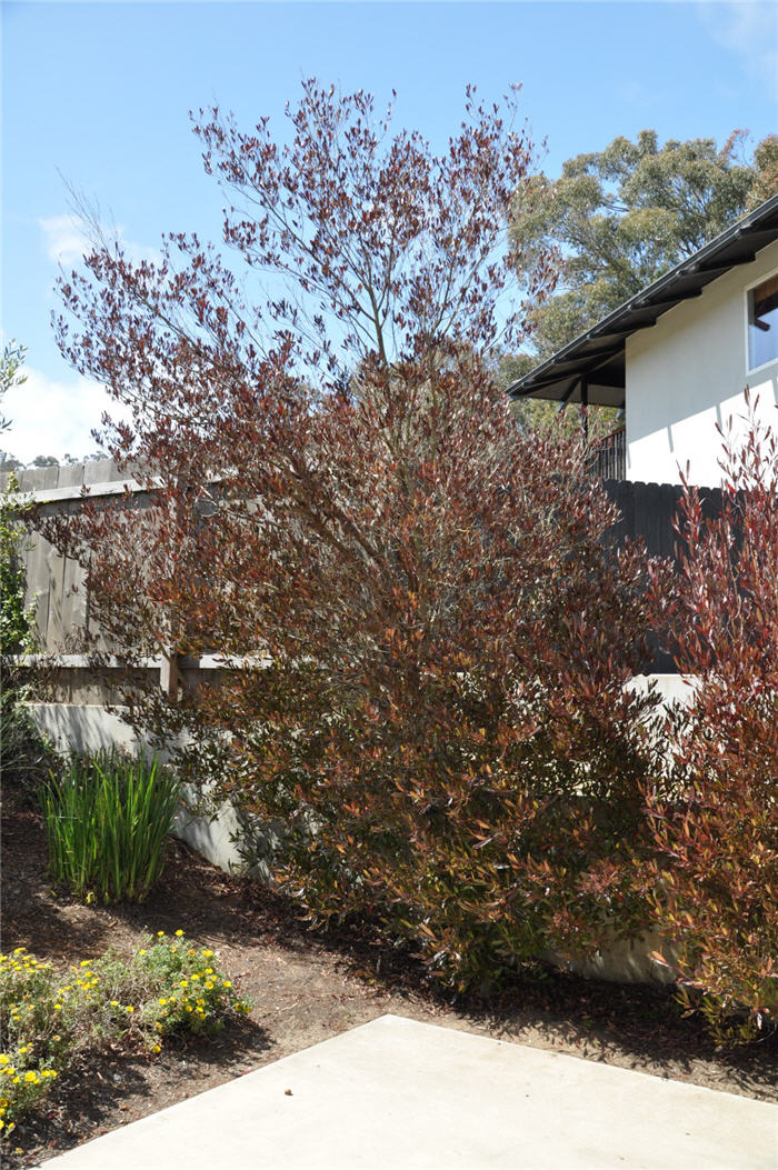 Plant photo of: Dodonaea viscosa 'Purpurea'