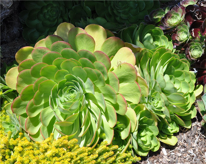 Plant photo of: Aeonium arboreum