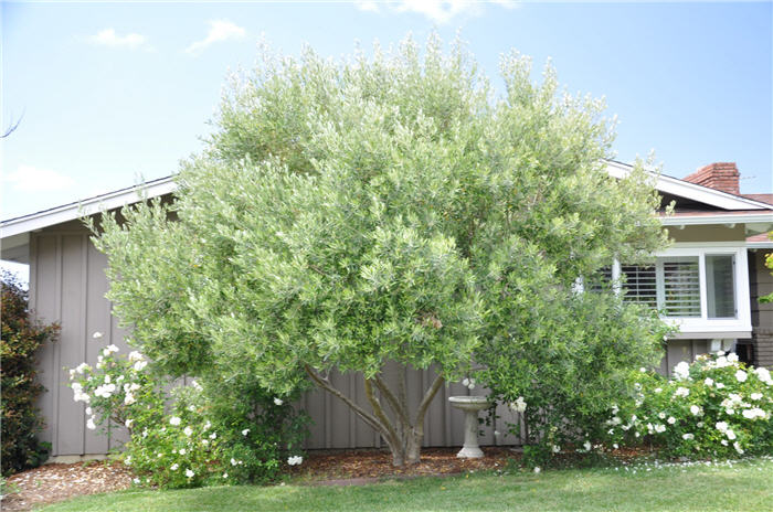 Plant photo of: Olea europaea