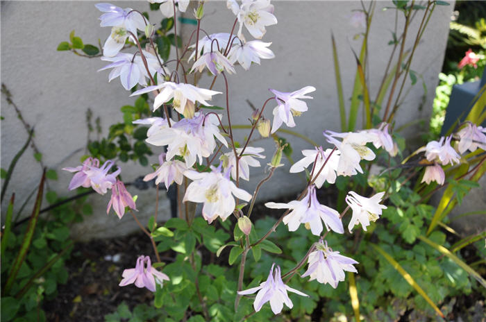 Plant photo of: Aquilegia hybrids