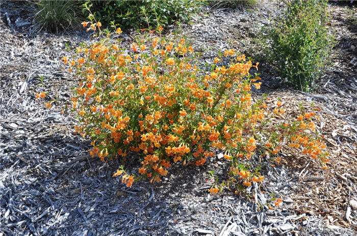 Plant photo of: Mimulus 'Pumpkin'