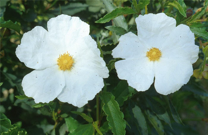 Plant photo of: Cistus 'Blanche'