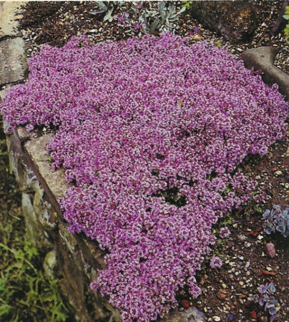 Plant photo of: Thymus praecox articus