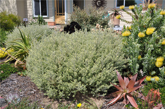 Plant photo of: Westringia fruticosa 'Morning Light'