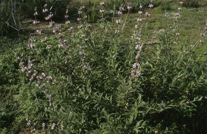 Plant photo of: Salvia 'Allen Chickering'