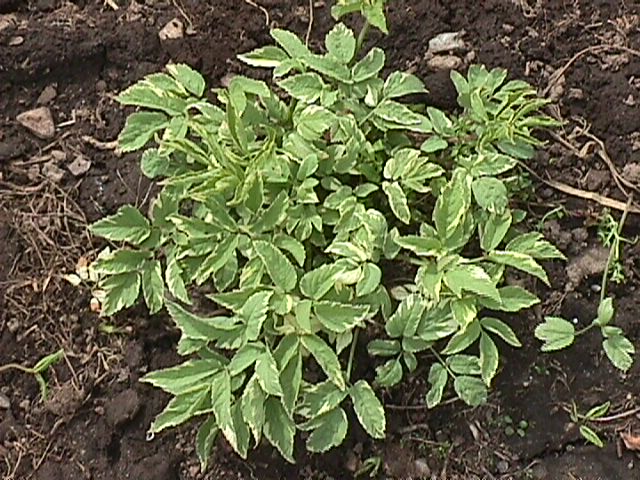 Plant photo of: Aegopodium podagraria 'Variegatum'