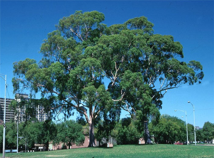 Plant photo of: Corymbia citriodora