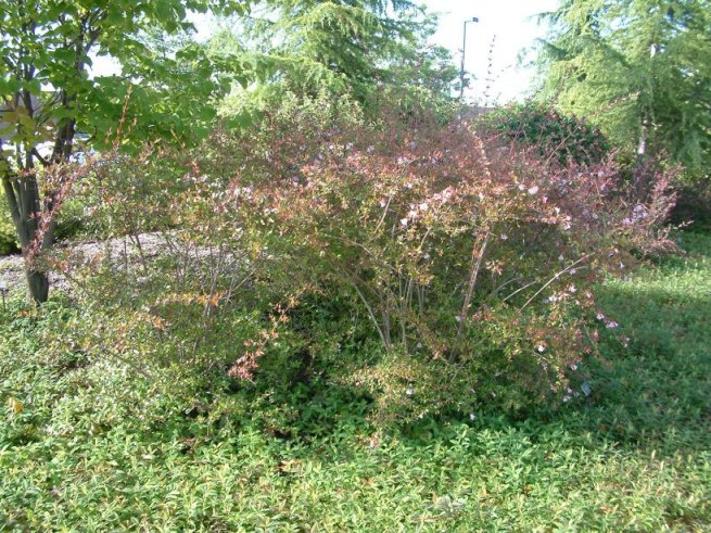 Plant photo of: Abelia X grandiflora 'Edward Goucher'