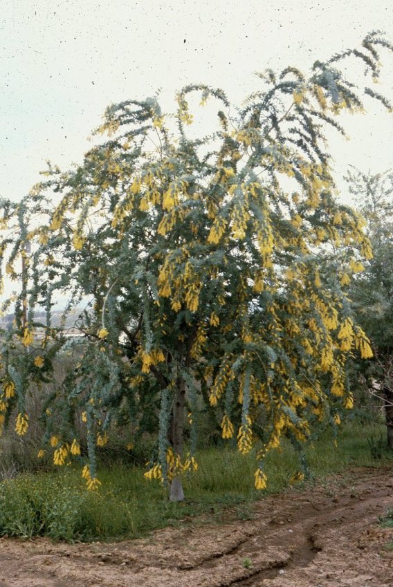 Plant photo of: Acacia baileyana