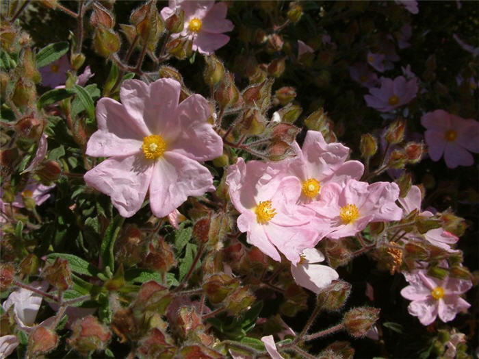 Plant photo of: Cistus X skanbergii