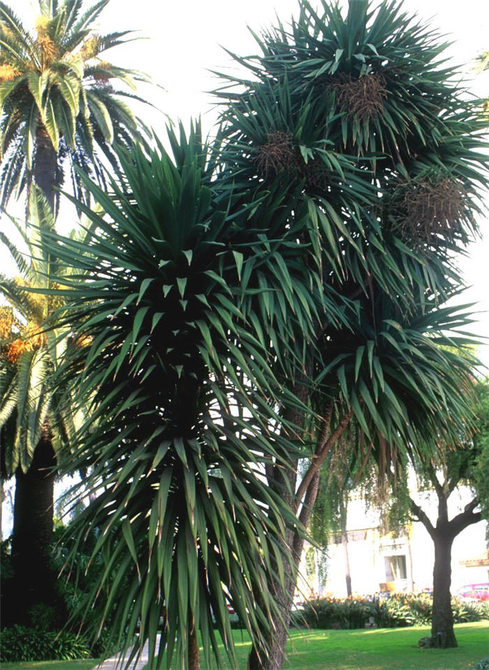 Plant photo of: Cordyline australis