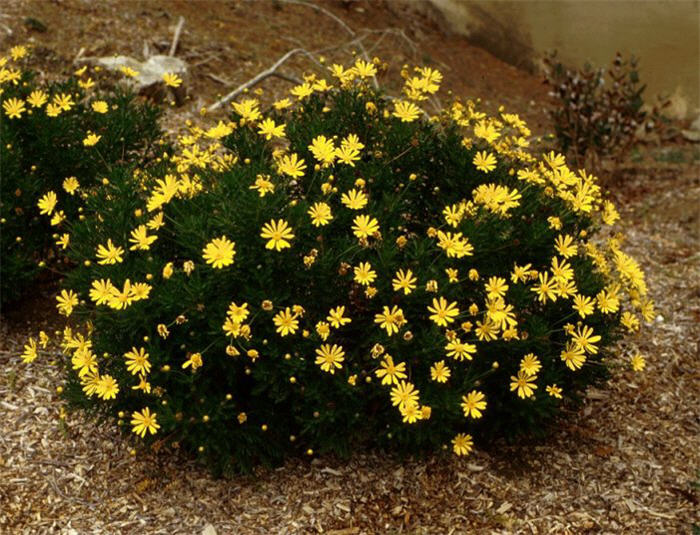 Plant photo of: Euryops pectinatus 'Viridis'