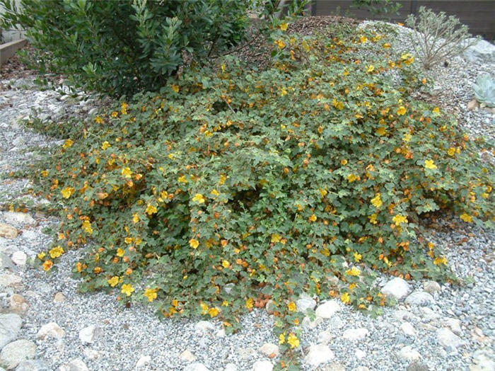 Plant photo of: Fremontodendron cal. ssp. decumbens