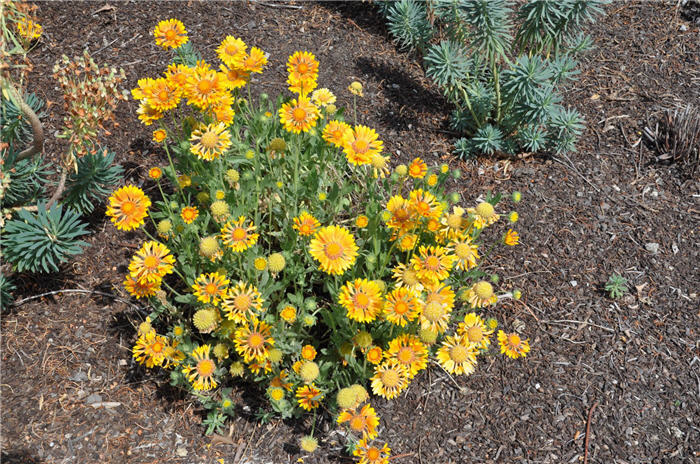 Plant photo of: Gaillardia X grandiflora