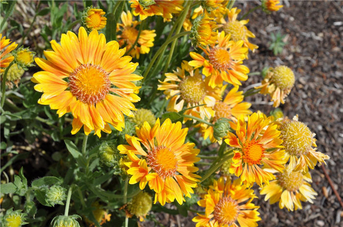 Plant photo of: Gaillardia X grandiflora