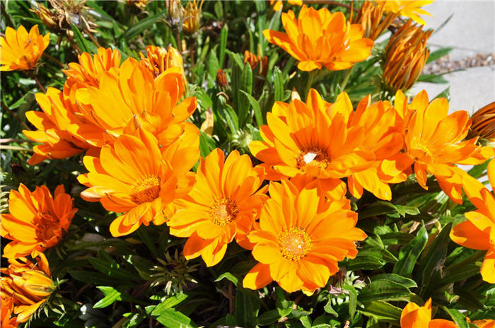 Plant photo of: Gazania hybrids