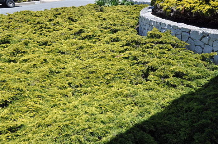 Plant photo of: Juniperus chinensis 'Aurea'