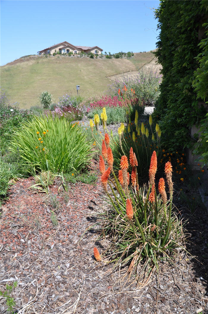 Plant photo of: Kniphofia hybrids