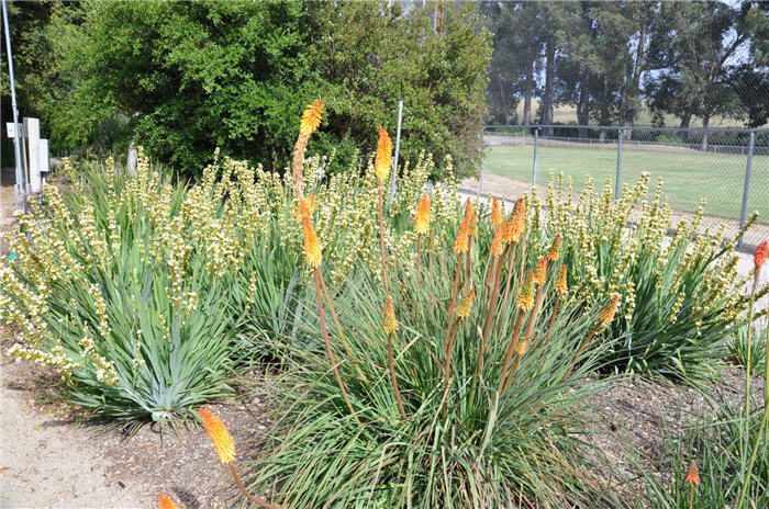 Plant photo of: Kniphofia hybrids