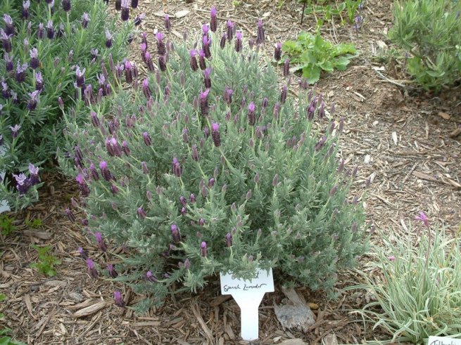 Plant photo of: Lavandula stoechas 'Otto Quast'