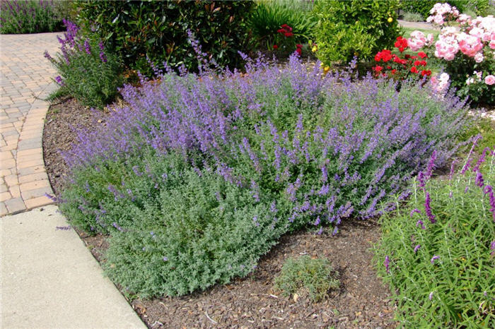 Plant photo of: Nepeta X faassenii