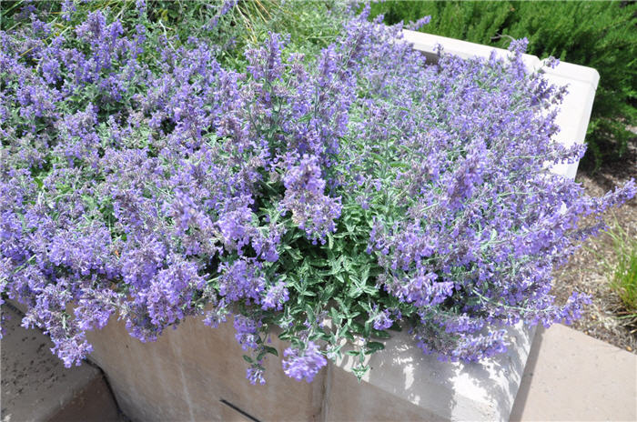 Plant photo of: Nepeta X faassenii